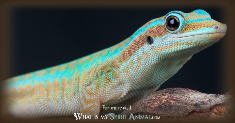 The Importance Of The Gecko In Culture And Symbolism