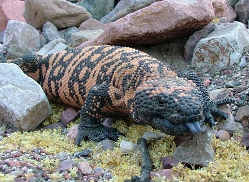 The Importance Of The Gila Monster In Culture And Symbolism