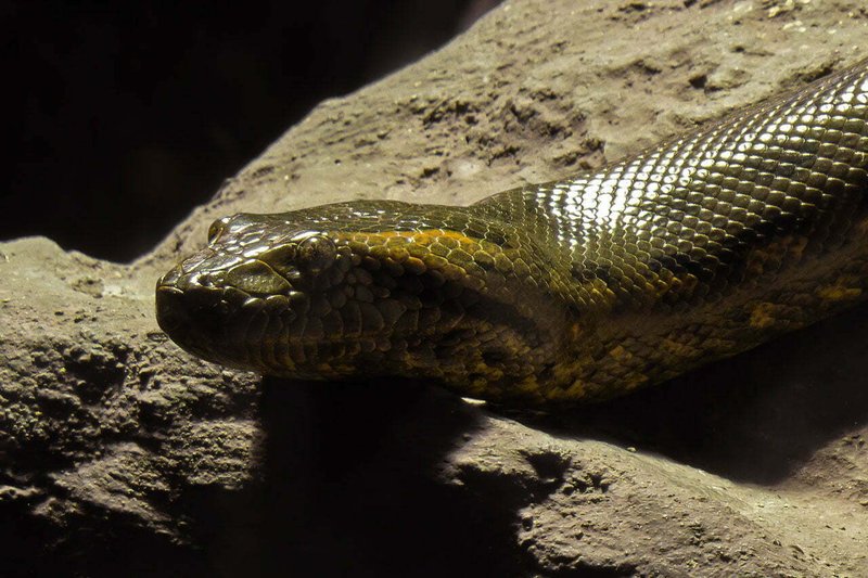 The Importance Of The Green Anaconda In Culture And Symbolism