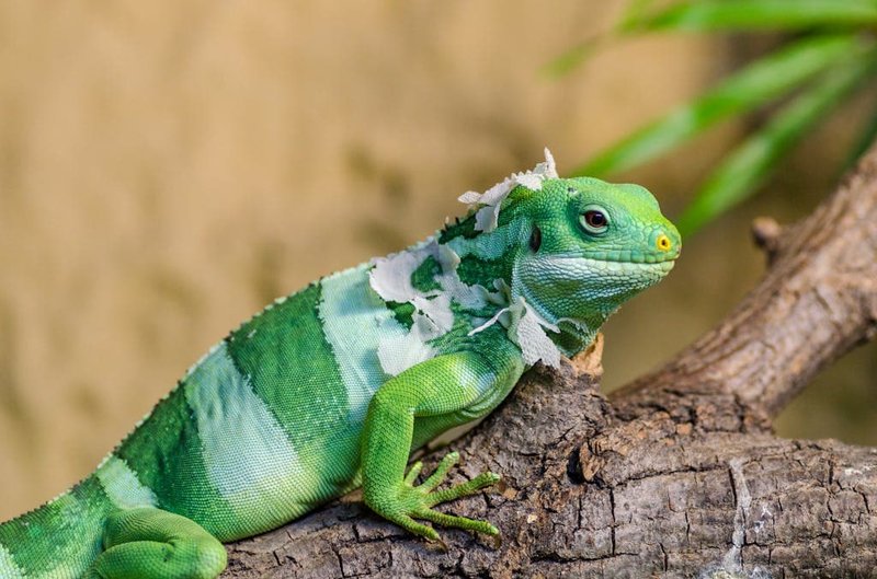 The Importance Of The Green Iguana In Culture And Symbolism