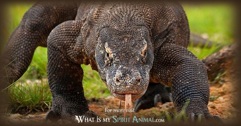 The Importance Of The Komodo Dragon In Culture And Symbolism