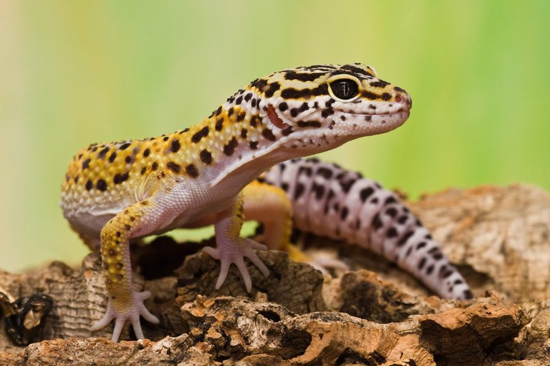 The Importance Of The Leopard Gecko In Culture And Symbolism