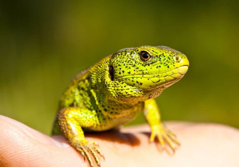 The Importance Of The Lizard In Culture And Symbolism