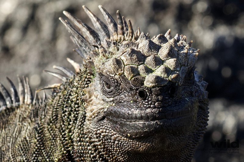 The Importance Of The Marine Iguana In Culture And Symbolism