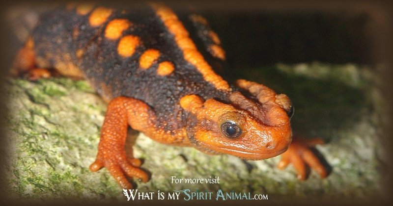 The Importance Of The Newt In Culture And Symbolism