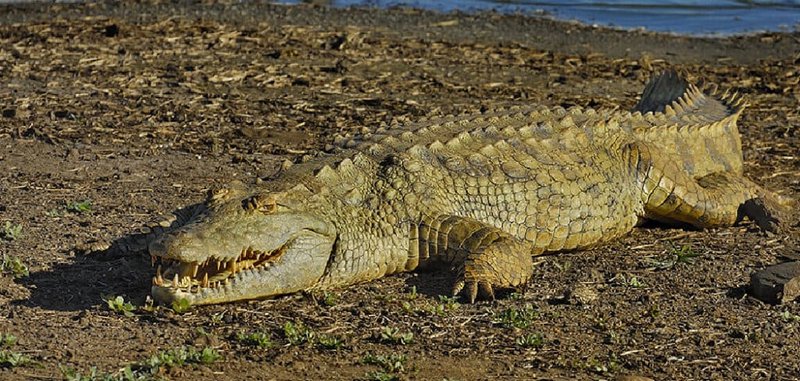 The Importance Of The Nile Crocodile In Culture And Symbolism