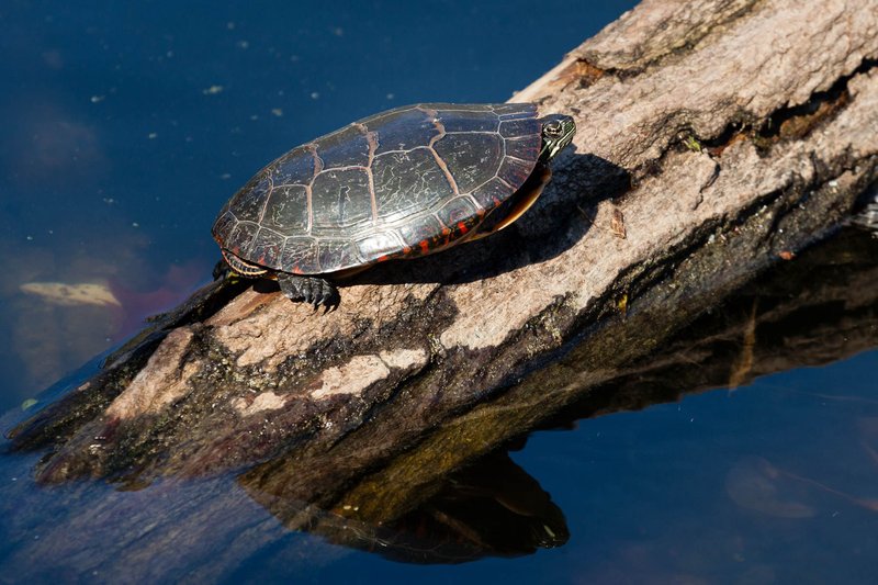The Importance Of The Painted Turtle In Culture And Symbolism