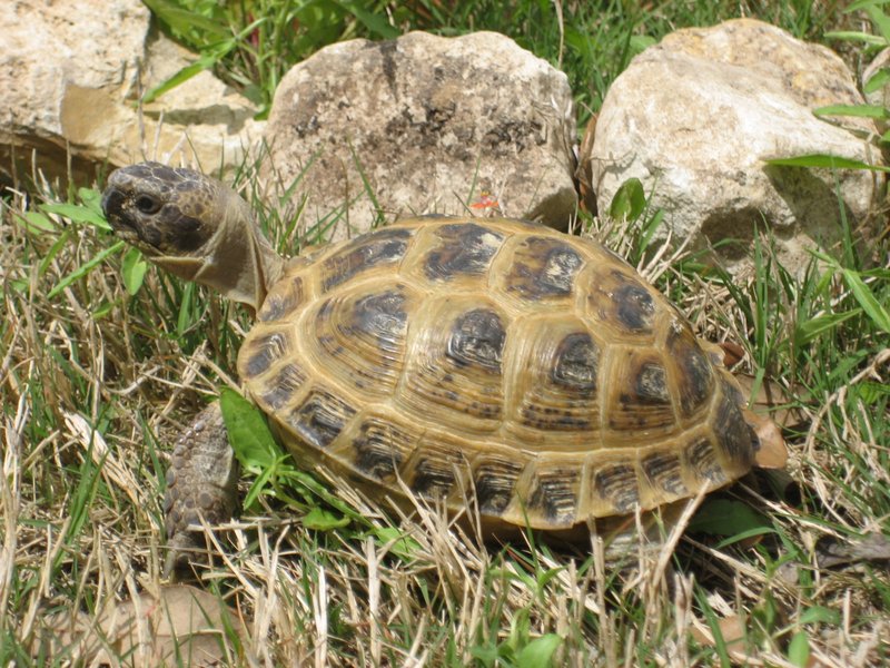 The Importance Of The Russian Tortoise In Culture And Symbolism