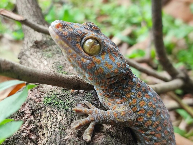 The Importance Of The Tokay Gecko In Culture And Symbolism