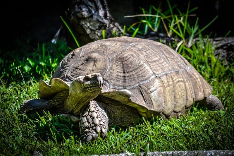 The Importance Of The Tortoise In Culture And Symbolism
