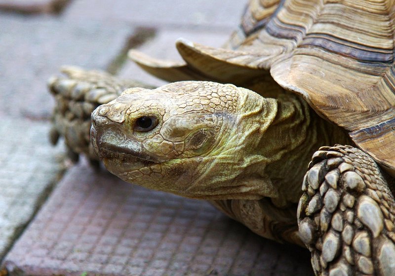 The Importance Of The Turtle In Culture And Symbolism