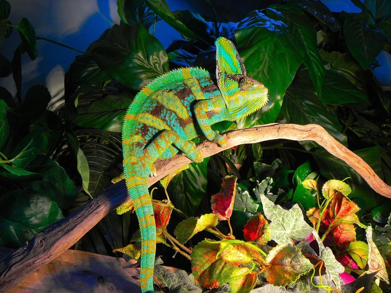 The Importance Of The Veiled Chameleon In Culture And Symbolism