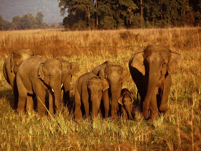The Indian Elephant'S Role In Its Ecosystem