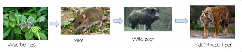 The Indochinese Tiger'S Role In Its Ecosystem