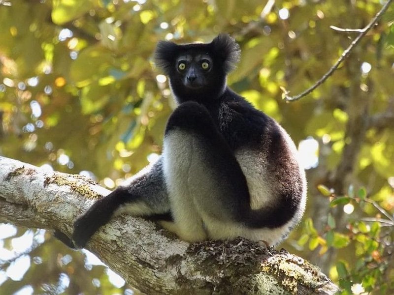 The Indri'S Role In Its Ecosystem