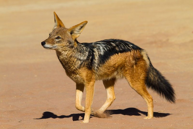 The Jackal'S Role In Its Ecosystem