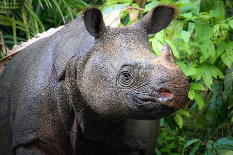The Javan Rhinoceros'S Role In Its Ecosystem