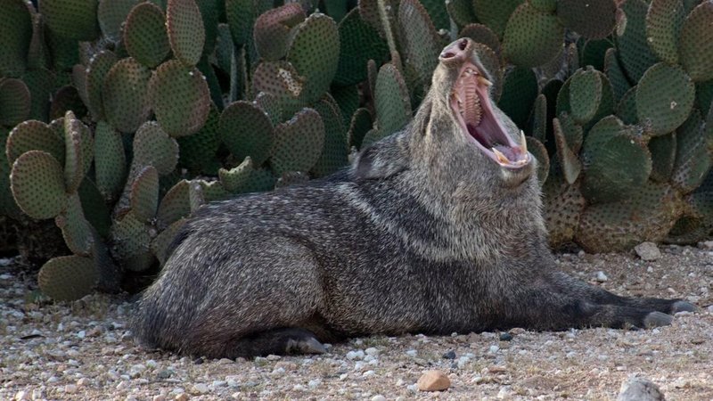 The Javelina'S Role In Its Ecosystem
