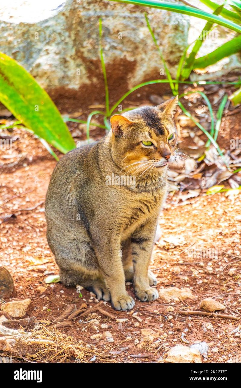 The Jungle Cat'S Role In Its Ecosystem