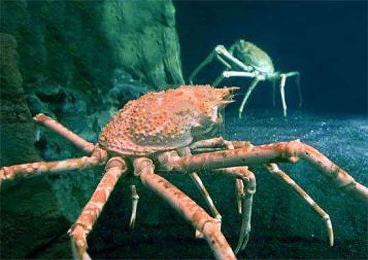 The King Crab'S Role In Marine Ecosystems