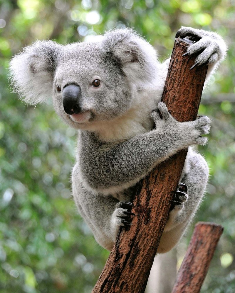 The Koala'S Role In Its Ecosystem