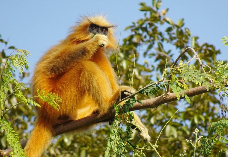 The Langur'S Role In Its Ecosystem