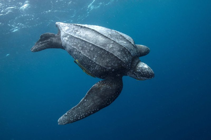 The Leatherback Turtle'S Role In Marine Ecosystems