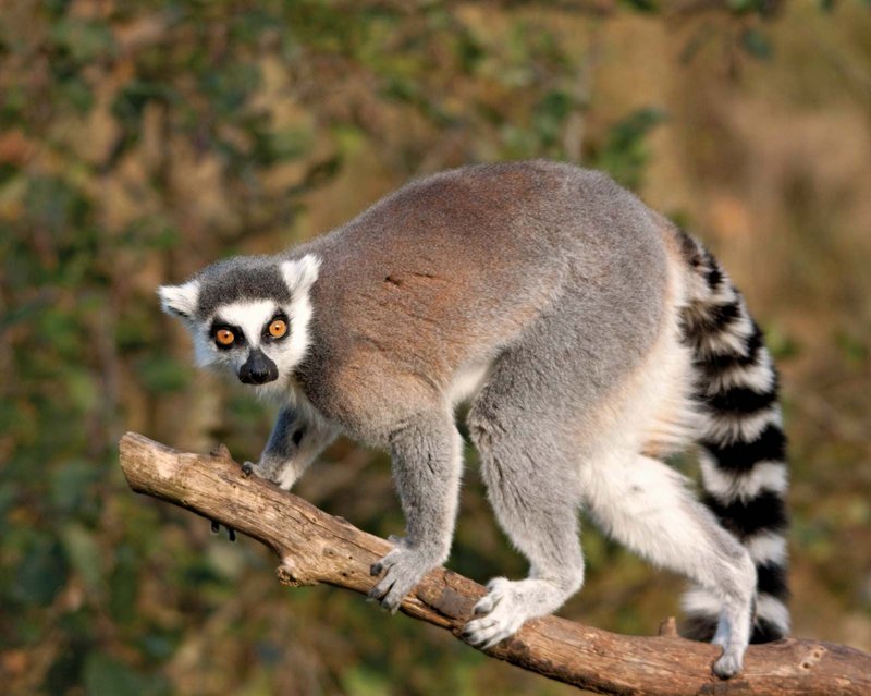 The Lemur'S Role In Its Ecosystem