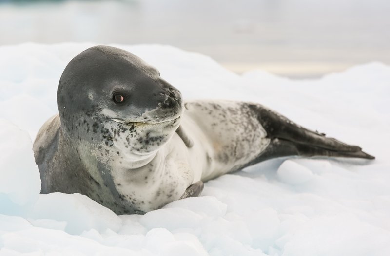 The Leopard Seal'S Role In Marine Ecosystems