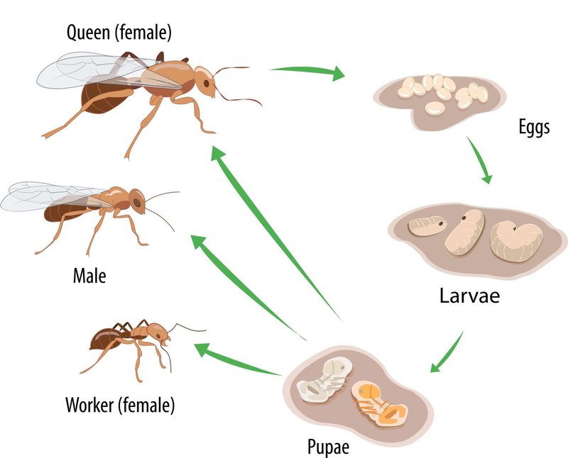 The Lifecycle Of A Ant: From Egg To Adult