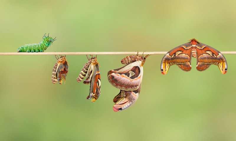The Lifecycle Of A Atlas Moth: From Egg To Adult