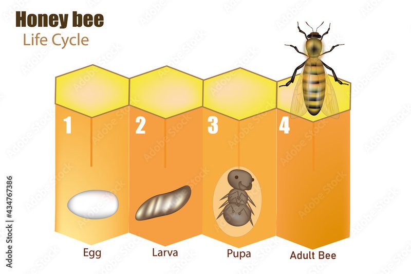 The Lifecycle Of A Bee: From Egg To Adult