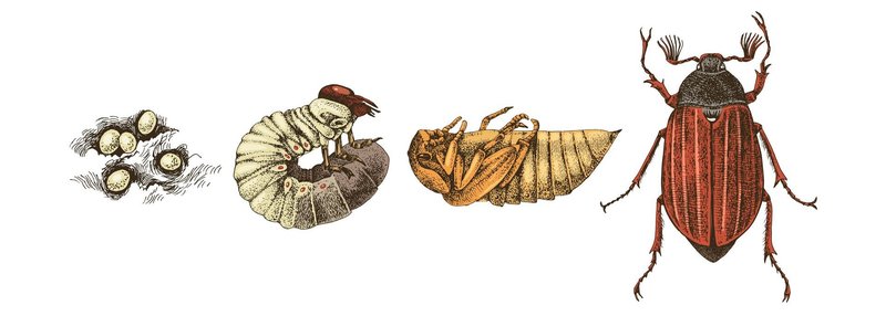 The Lifecycle Of A Beetle: From Egg To Adult