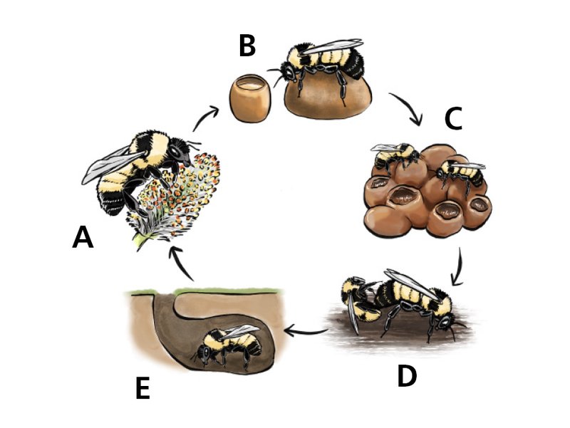 The Lifecycle Of A Bumblebee: From Egg To Adult