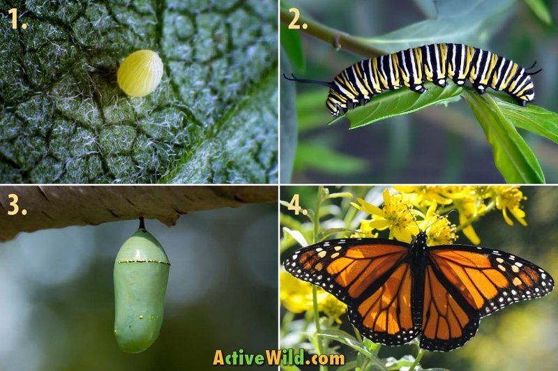 The Lifecycle Of A Butterfly: From Egg To Adult