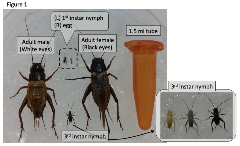 The Lifecycle Of A Cricket: From Egg To Adult