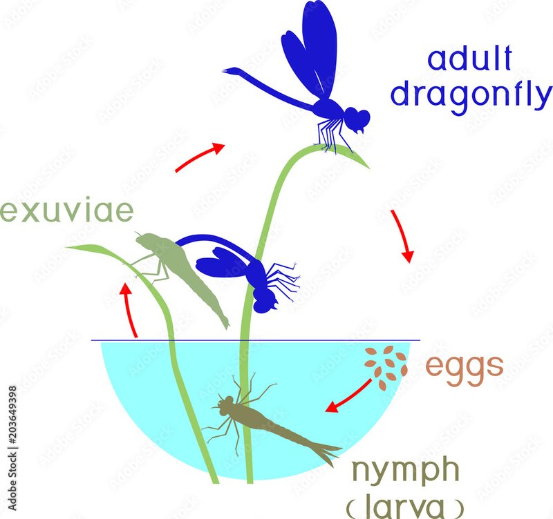 The Lifecycle Of A Dragonfly: From Egg To Adult