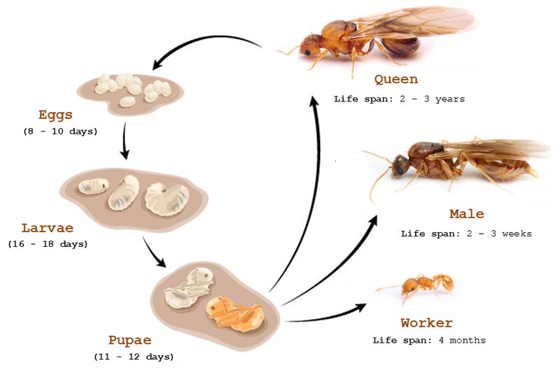 The Lifecycle Of A Fire Ant: From Egg To Adult