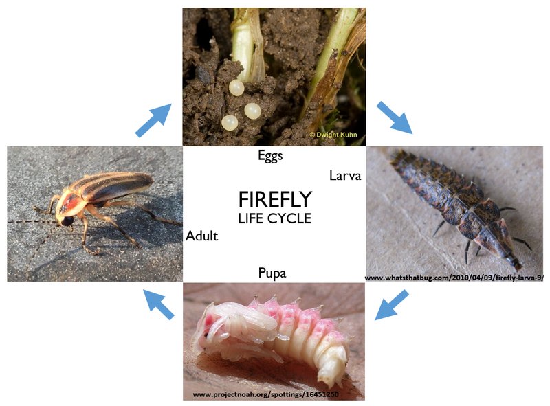 The Lifecycle Of A Firefly: From Egg To Adult