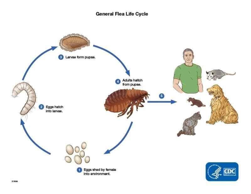 The Lifecycle Of A Flea: From Egg To Adult