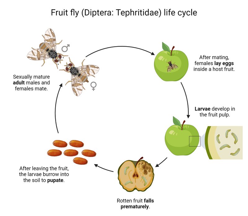 The Lifecycle Of A Fruit Fly: From Egg To Adult