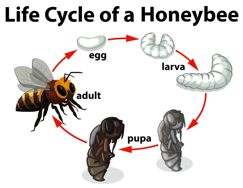 The Lifecycle Of A Honey Bee: From Egg To Adult