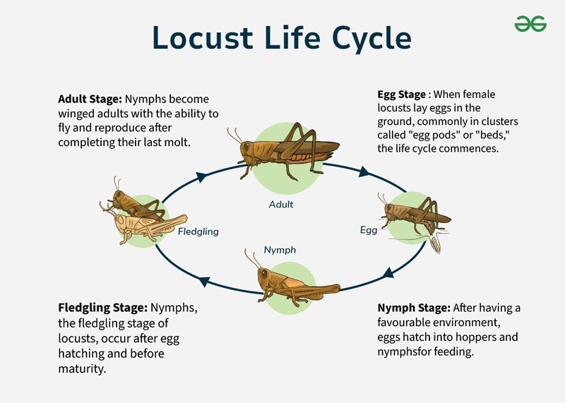 The Lifecycle Of A Locust: From Egg To Adult