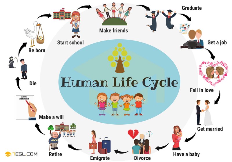 The Lifecycle Of A Luna Moth: From Egg To Adult