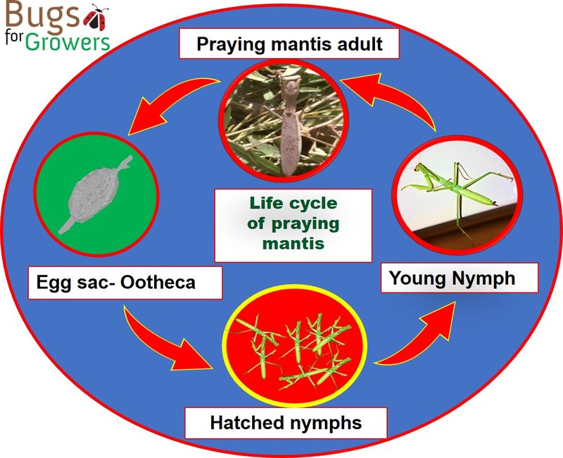 The Lifecycle Of A Mantid: From Egg To Adult