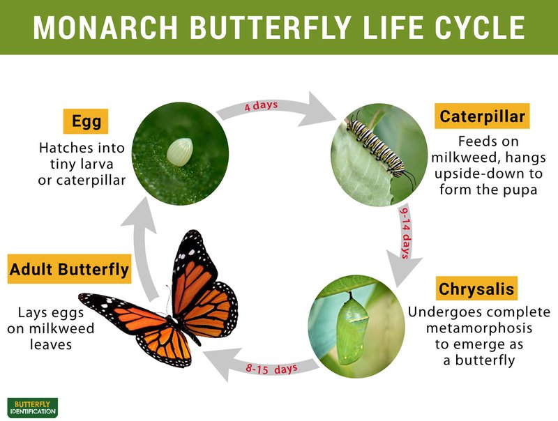 The Lifecycle Of A Monarch Butterfly: From Egg To Adult