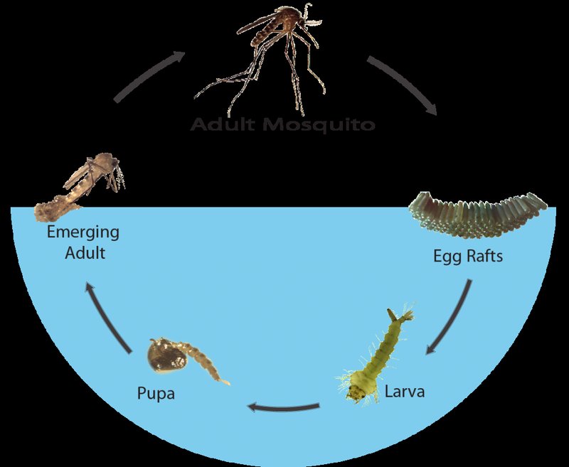 The Lifecycle Of A Mosquito: From Egg To Adult