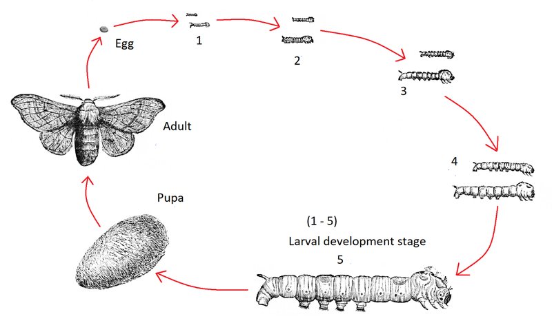 The Lifecycle Of A Moth: From Egg To Adult