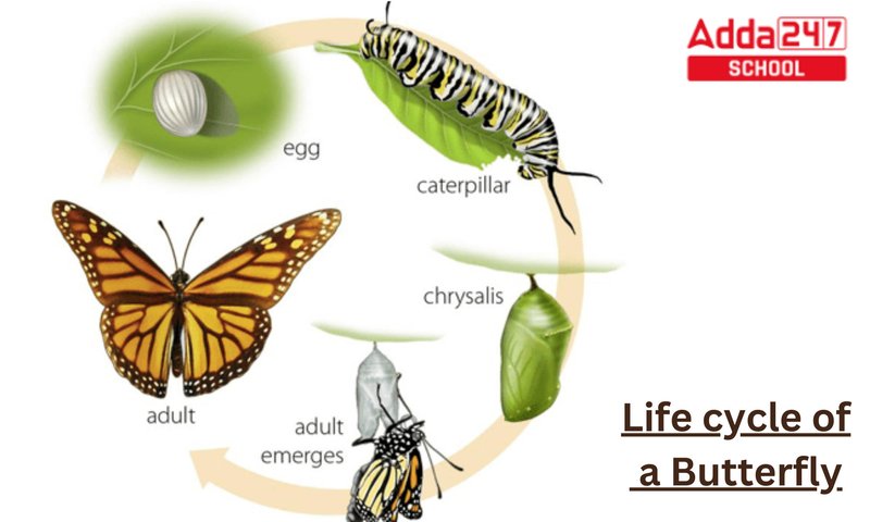The Lifecycle Of A Paper Wasp: From Egg To Adult