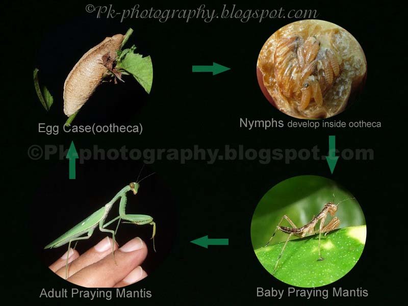 The Lifecycle Of A Praying Mantis: From Egg To Adult